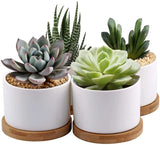 Succulent Planter ZOUTOG White Mini 3.15 inch Ceramic Flower Planter Pot with Bamboo Tray Pack of 4 (Plants NOT Included) pattanaustralia